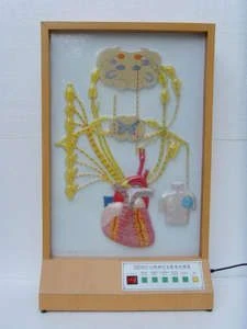 Electrical model of cardiac innervation, 16009