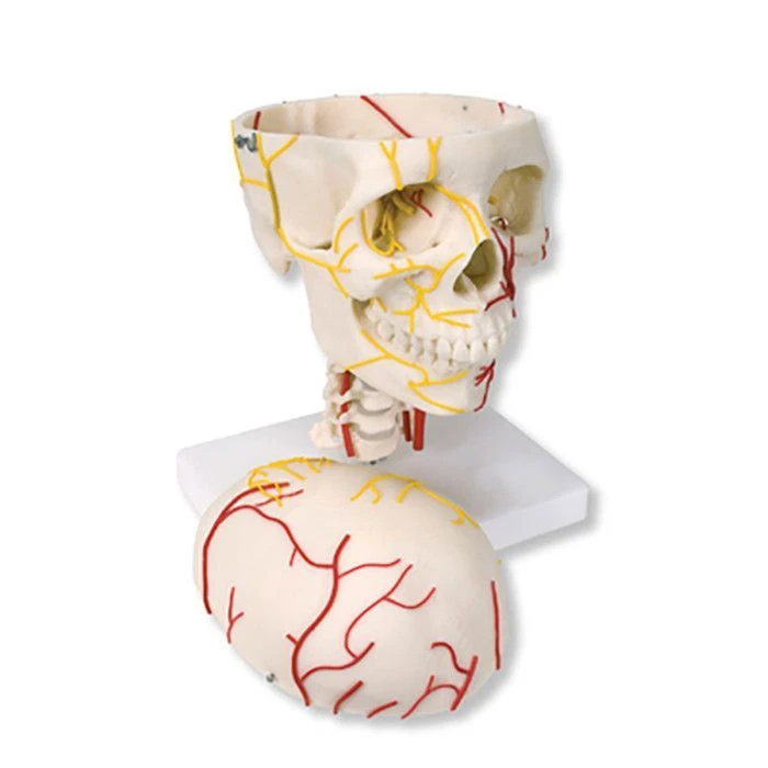Adult skull with vessels and nerves, 11113