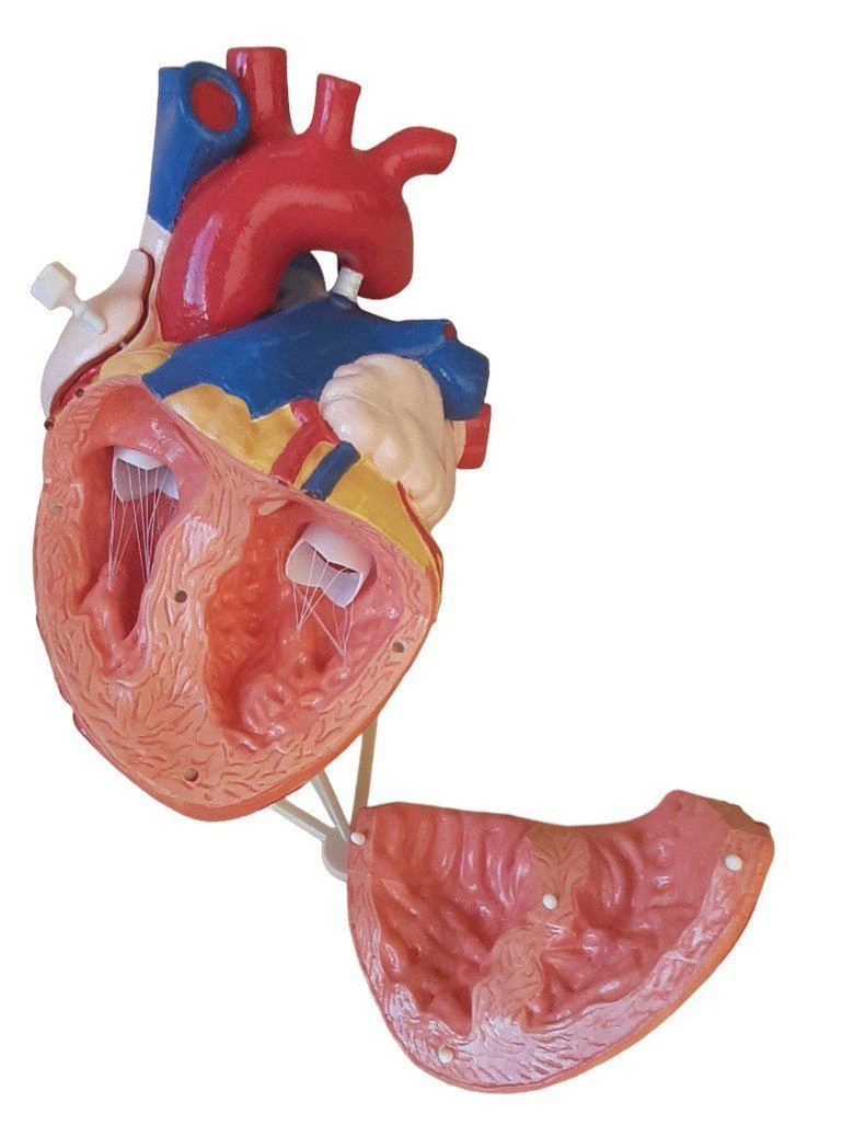 Enlarged 2:1 heart model, ROST-heart.