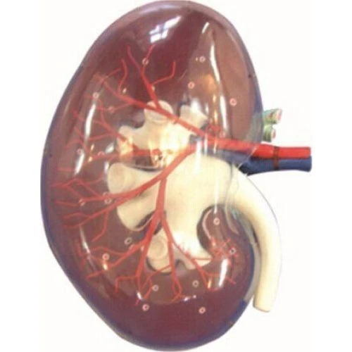 Transparent kidney segment model, 12010