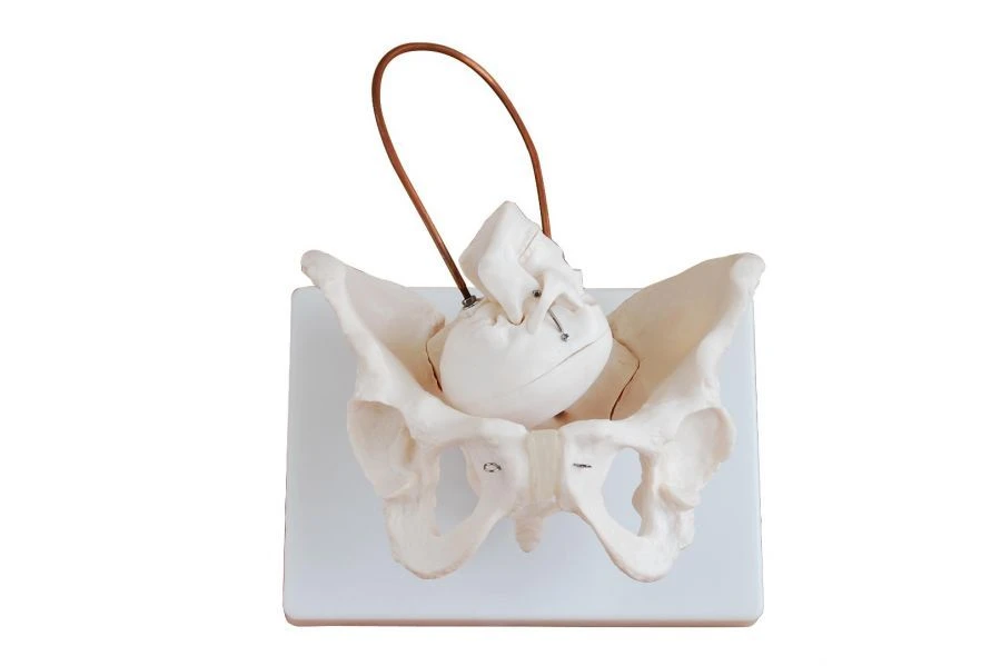 Bone model of female pelvis with infant's head GP6616