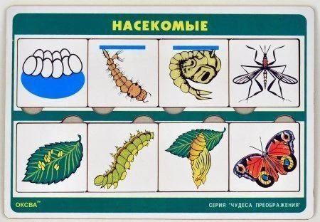 Insect Miracles of Transformation Series Game.