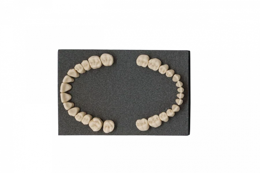 Set of teeth for standard dental model, 28 pcs. PD-NZ M28