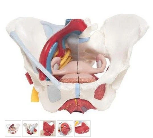 Female Pelvic and Pelvic Floor Muscle Model 15114-1