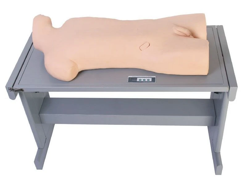 Model for teaching pleural puncture and liver abscess puncture, CK819