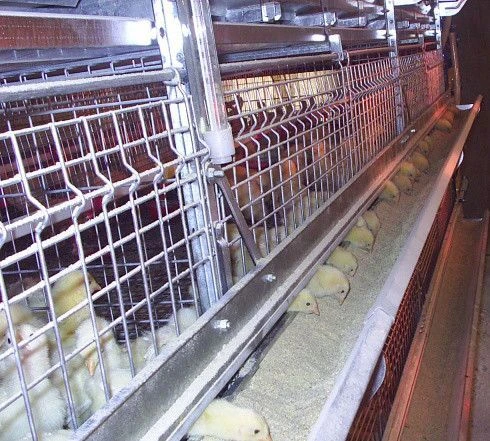 Equipment for cage rearing of repair young chickens TCVS