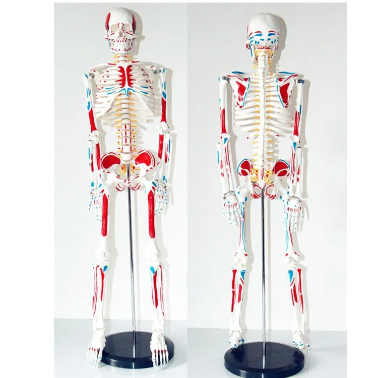 Anatomical model of skeleton of human body with attached muscles ( 85 cm), 11302-2