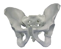 Pelvic bones (male), item SK1127