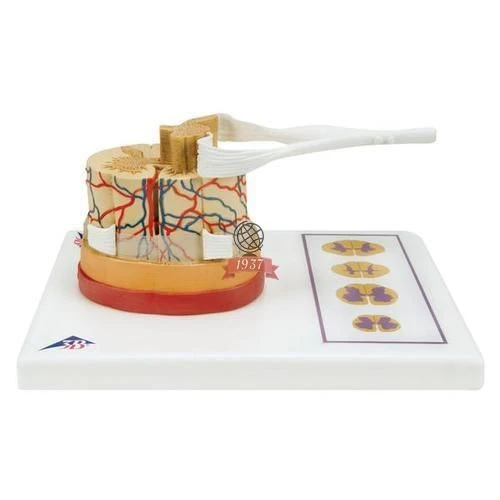 Model of spinal cord and spinal nerves, 18102