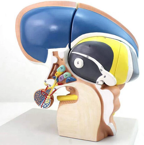 Model of diencephalon, 18214