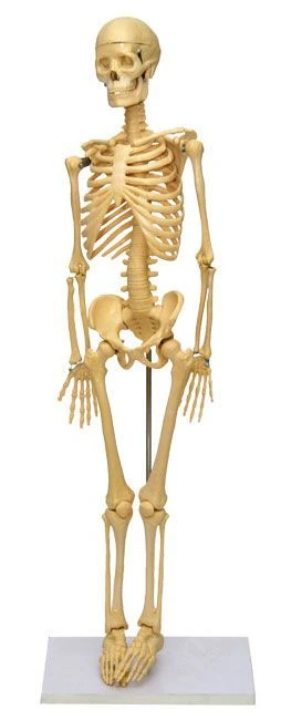 Model of human skeleton 85 cm. 11101-3