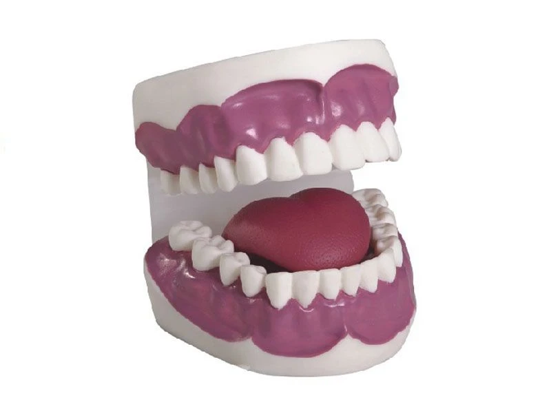 Dental care model, K2
