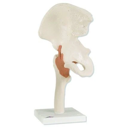 Life-size hip joint, SK2110