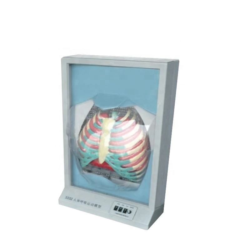 Electronic model of respiratory system, 13015