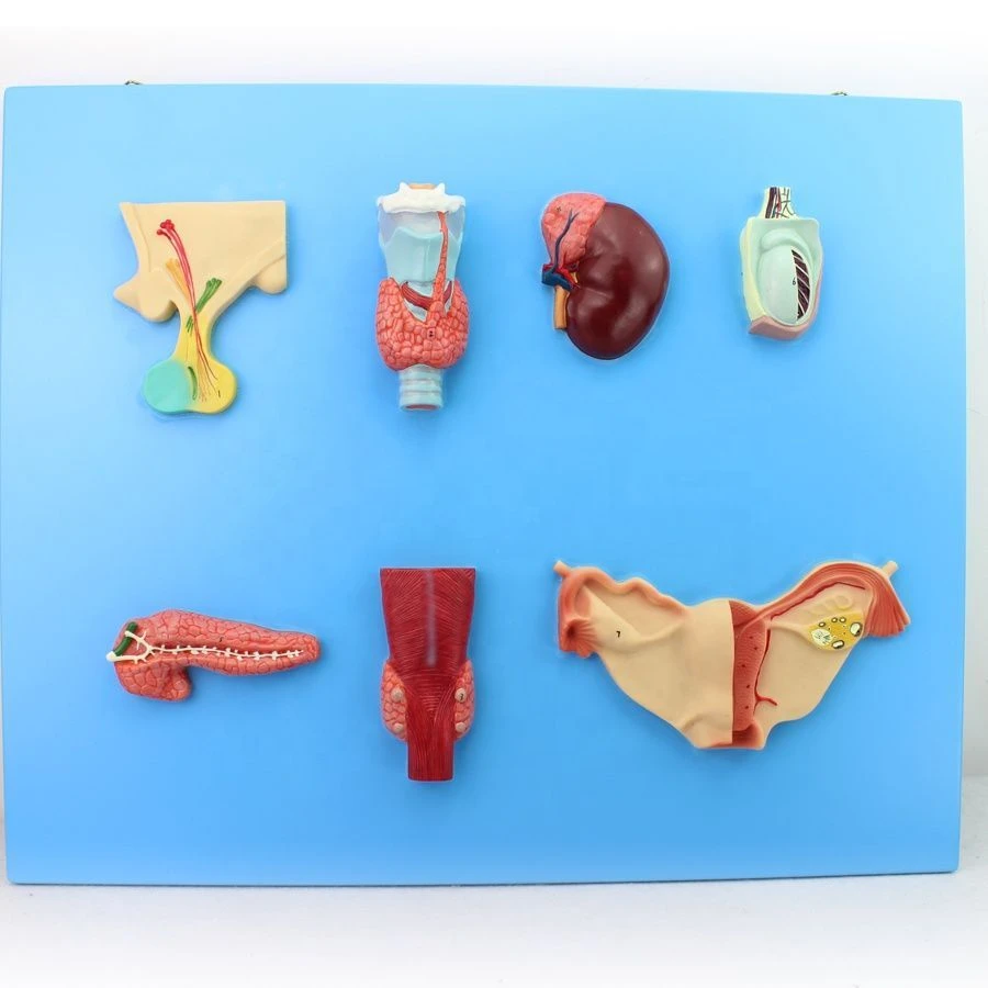 Model of endocrine organs, 19002