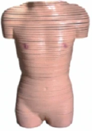 Model of female torso (transverse sections), 30003