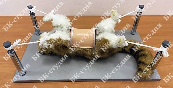 Simulator "Practising practical skills of veterinary surgery".