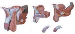 Male genitals, G5102 / 15102