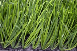 Artificial grass Grass 60Z/12 PU