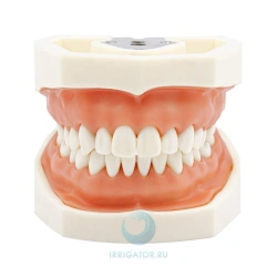 Model of teeth (oral cavity)