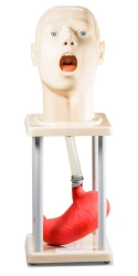 Head phantom with oesophagus and stomach ZIK-15
