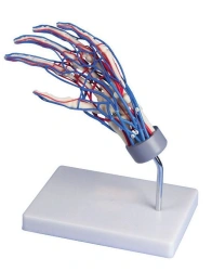 Model of hand bones with ligaments 11209-3