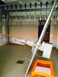 Head/trachea removal machine