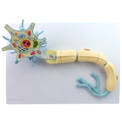 Model of fibre structure of neurons and synapses, 18002