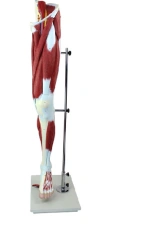 Anatomical Model of Leg, item 11308-1