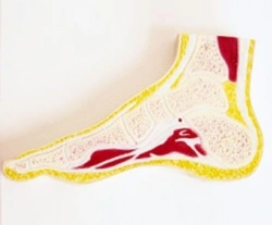 Foot joint profile model, 11207