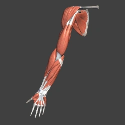Anatomical Model of Upper Limb Muscles, item 11305-2