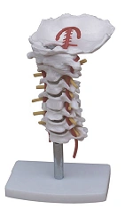 Cervical spine, SK1107/11107