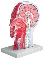 Anatomical model of head and neck cross-sectional fracture, 30004
