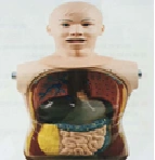 Model for nasogastric tube placement, tracheal intubation 81