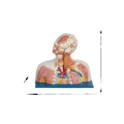 Head, neck, thorax venous reflux model, 18233