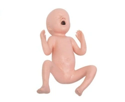 Model of newborn 24 weeks T331A