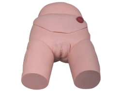 Model for bladder catheterisation (female), D4