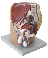 Male pelvic midline incision (4 parts),15101-2