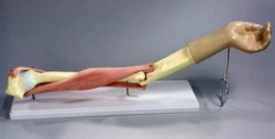 Functional model of elbow joint with muscles, 11210