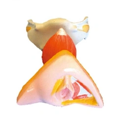 Model of internal and external genital organs (female), D6