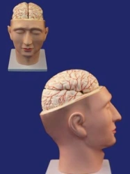 Head model with brain and neck 18109-3