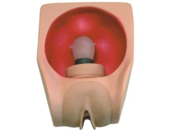 Advanced female contraceptive model, T34B