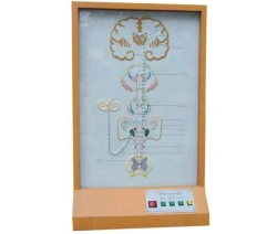 Electronic model of vestibular apparatus, 17207