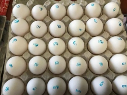 Grade 1 Chicken Egg - Fresh and High Quality