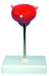 Model of bladder, 15115