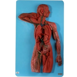 Model of body with lymphatic system, 16002