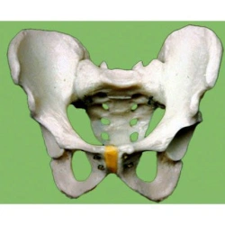 Male pelvis skeleton,G4011