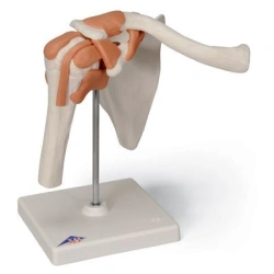 Shoulder joint model 11202