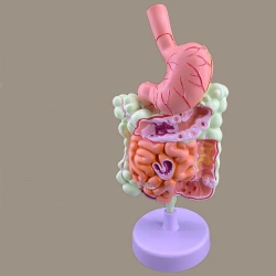 Digestive system, 02001