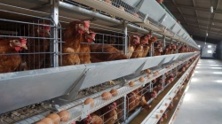 Cage equipment for keeping industrial laying hens in tiered batteries TCVN